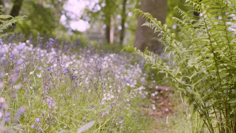 Woodland-With-Bluebells-And-Ferns-Growing-In-UK-Countryside-15