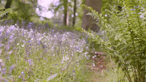 Woodland-With-Bluebells-And-Ferns-Growing-In-UK-Countryside-16