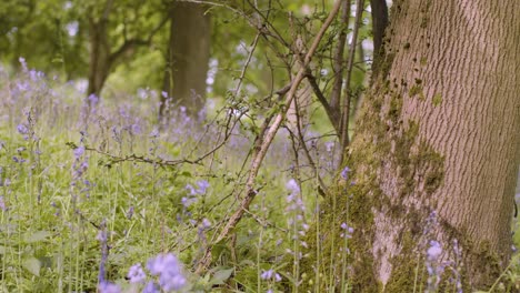 Wald-Mit-Glockenblumen,-Die-In-Der-Britischen-Landschaft-Wachsen