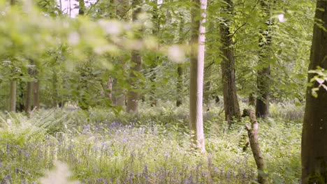 Wald-Mit-Glockenblumen-Und-Farnen,-Die-In-Der-Britischen-Landschaft-Wachsen-17