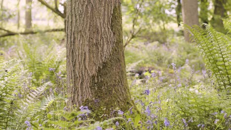 Wald-Mit-Glockenblumen-Und-Farnen,-Die-In-Der-Britischen-Landschaft-Wachsen-18