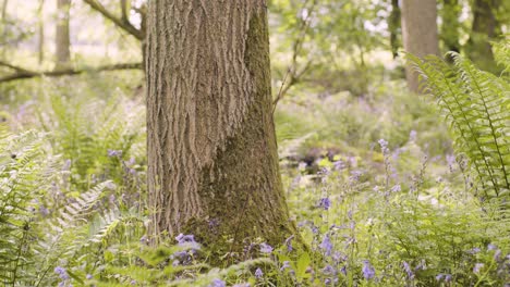 Bosque-Con-Campanillas-Y-Helechos-Que-Crecen-En-La-Campiña-Británica-18