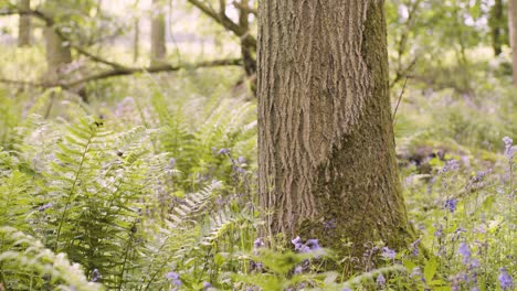 Woodland-With-Bluebells-And-Ferns-Growing-In-UK-Countryside-19