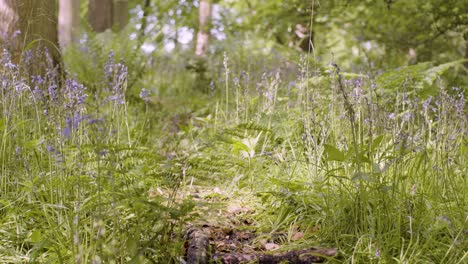 Wald-Mit-Glockenblumen-Und-Farnen,-Die-In-Der-Britischen-Landschaft-Wachsen-20
