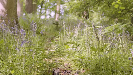 Wald-Mit-Glockenblumen-Und-Farnen,-Die-In-Der-Britischen-Landschaft-Wachsen-21