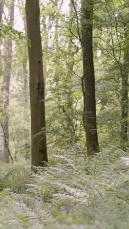 Vertical-Video-Spring-Summer-Woodland-With-Ferns-Growing-In-UK-Countryside