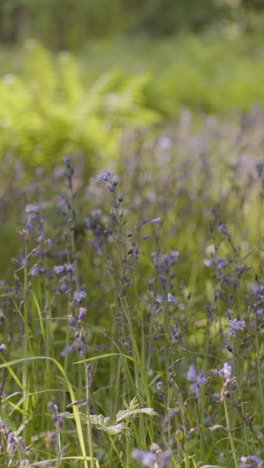 Vertikales-Video-Waldglockenblumen-Und-Farne,-Die-In-Der-Britischen-Landschaft-Wachsen-1