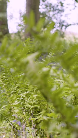 Vertical-Video-Woodland-Bluebells-And-Ferns-Growing-In-UK-Countryside-2