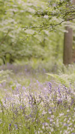 Vertical-Video-Woodland-Bluebells-And-Ferns-Growing-In-UK-Countryside-3