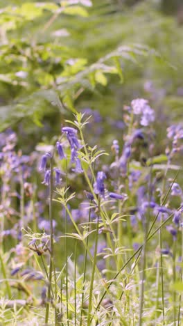 Vertikales-Video-Waldglockenblumen-Und-Farne,-Die-In-Der-Britischen-Landschaft-Wachsen-4