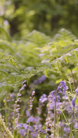 Vertikales-Video-Waldglockenblumen-Und-Farne,-Die-In-Der-Britischen-Landschaft-Wachsen-4