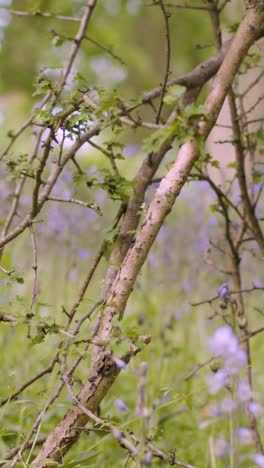 Vertical-Video-Woodland-With-Bluebells-Growing-In-UK-Countryside