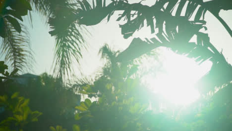 Sol-Brillando-A-Través-De-Hojas-De-Vegetación-Tropical-En-Destino-De-Vacaciones
