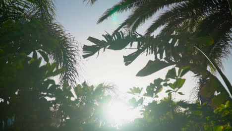 Sol-Brillando-A-Través-De-Hojas-De-Vegetación-Tropical-En-El-Destino-De-Vacaciones-1