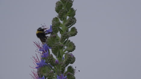 Madeira-Biene,-Die-Sich-Von-Blumen-Ernährt