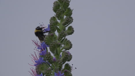 Madeira-Abeja-Alimentándose-De-Flor