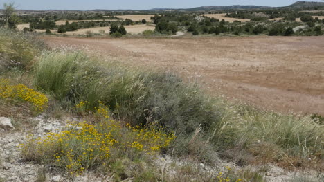 Spanien-Aragon-Landschaft-Mit-Weizen