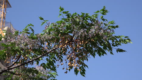 España-árbol-De-Barcelona-Con-Bayas