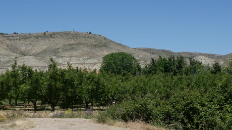 Spain-Meseta-Orchard-Below-Hill