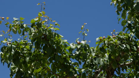 Spanien-Meseta-Birnbaum