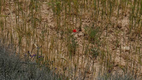 Spain-Meseta-Poppy-And-Wheat-Detail