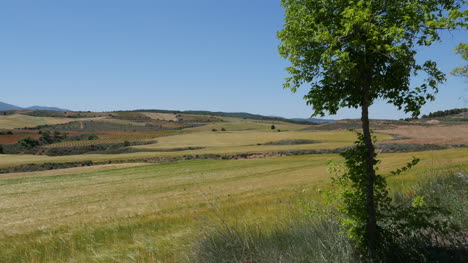 Spain-Meseta-Tree-And-Wheat-Field