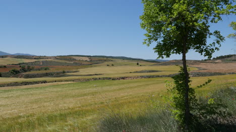 Spanien-Meseta-Baum-Und-Weizenfeld