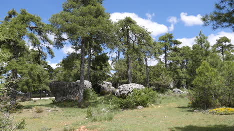 España-Serrania-De-Cuenca-Pinos-se-elevan-por-encima-de-las-rocas