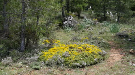 Spanien-Serrania-De-Cuenca-Gelbe-Blumen-Auf-Dem-Boden