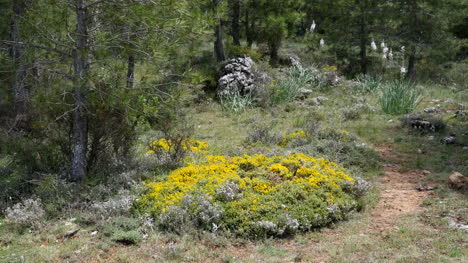 España-Serrania-De-Cuenca-Flores-Amarillas-En-El-Suelo