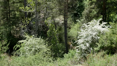 Spanien-Sierra-De-Gudar-Blühende-Bäume