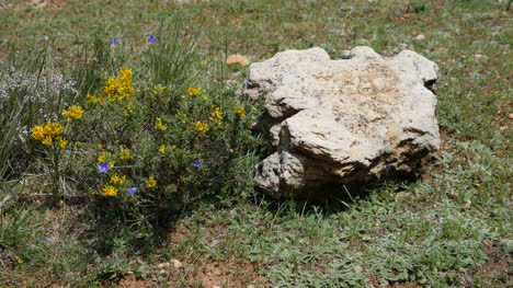 Spanien-Felsen-Und-Gelbe-Blumen-Auf-Dem-Boden