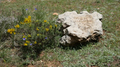 España-Rock-Y-Flores-Amarillas-En-El-Suelo