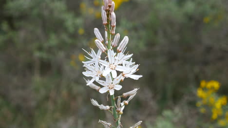 Spanien-Weiße-Zwiebel-Unkraut-Blume-Detailansicht