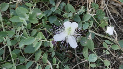 Grecia-Creta-Alcaparra-Flor-Creciendo-Salvaje