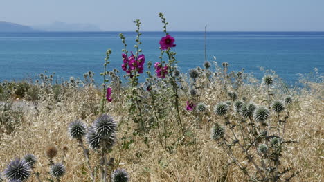 Greece-Crete-Coastal-View-Featuring-Hollyhocks