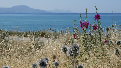 Greece-Crete-Coastal-View-With-Hollyhocks