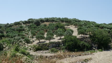 Greece-Crete-Grove-On-A-Hill