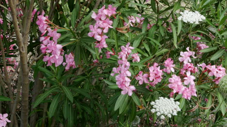 Griechenland-Kreta-Oleander-Und-Königin-Annes-Spitze