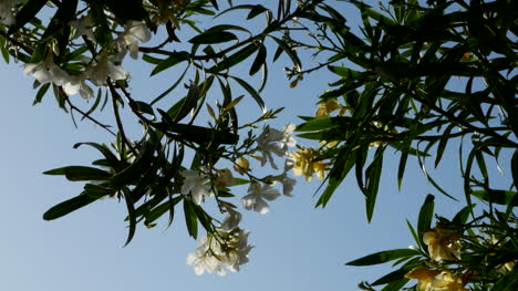 Greece-Crete-Oleander-Branches