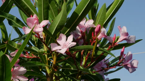 Griechenland-Kreta-Rosa-Oleander-Blumentraube