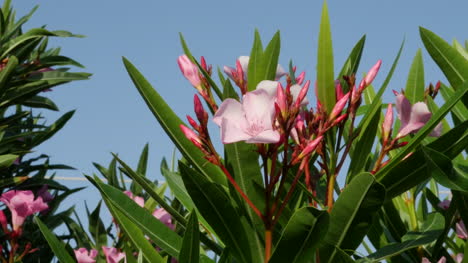 Griechenland-Kreta-Rosa-Oleander