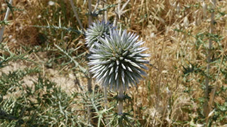 Grecia-Creta-Espinoso-Cardo-Globo-De-Carretera