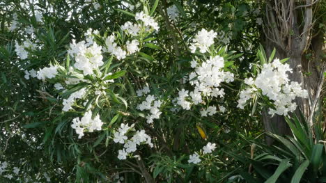 Griechenland-Kreta-Weißer-Oleander