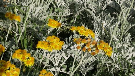 Griechenland-Kreta-Gelbe-Blumen-Mit-Insekten