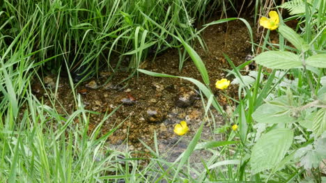 Ireland-Buttercup-By-Small-Stream