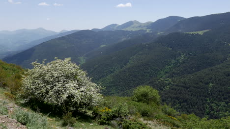 España-Pre-pirineo-Arbusto-En-Flor-En-Las-Montañas