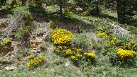 Spanien-Pyrenäen-Hang-Mit-Blumen
