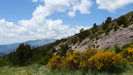 Vista-de-los-Pirineos-de-España-con-flores-amarillas-y-cara-de-roca