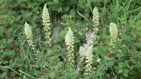 Spain-Pyrenees-White-Wildflowers